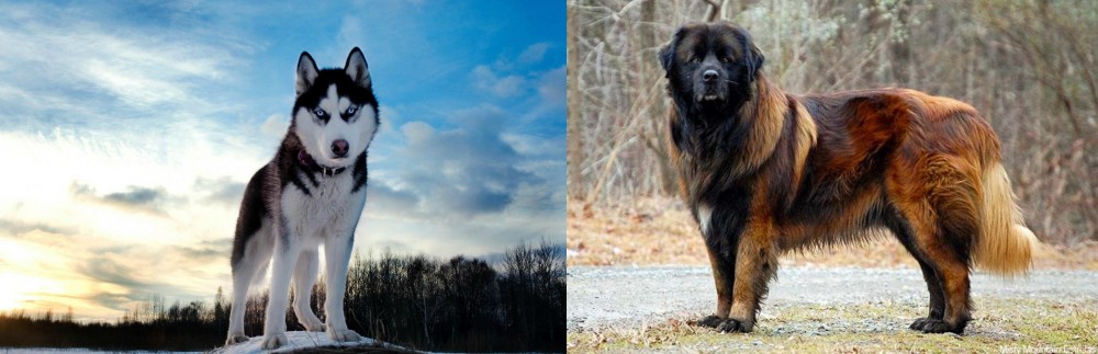 Estrela Mountain Dog vs Alaskan Husky - Breed Comparison