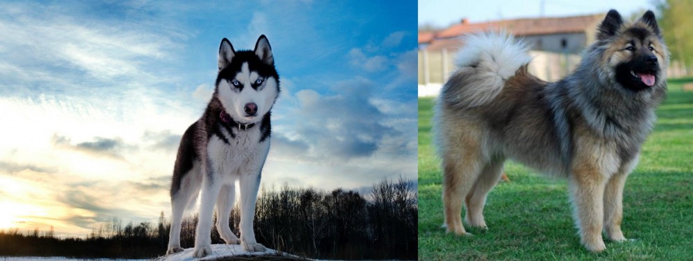 Eurasier vs Alaskan Husky - Breed Comparison