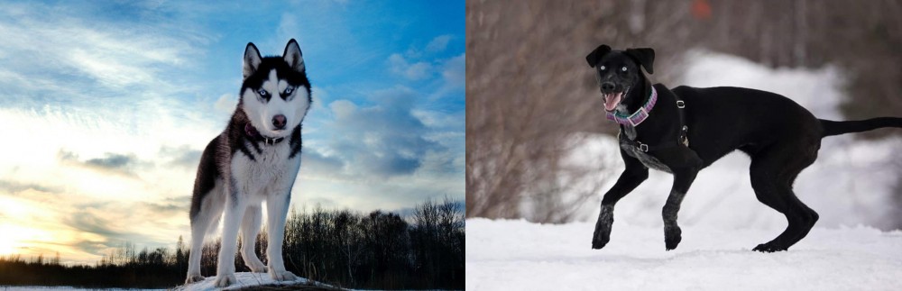 Eurohound vs Alaskan Husky - Breed Comparison