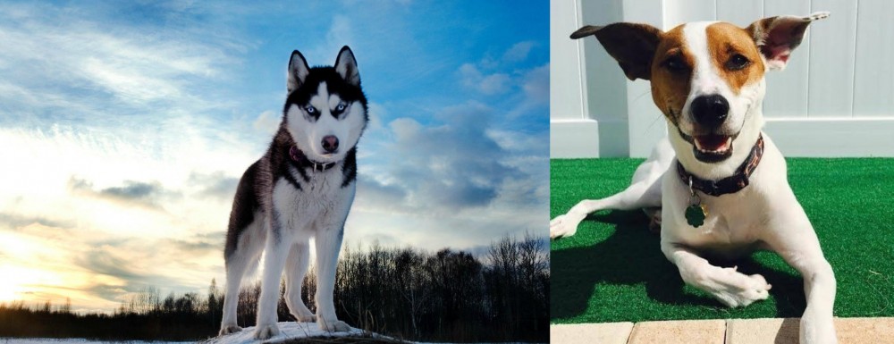 Feist vs Alaskan Husky - Breed Comparison