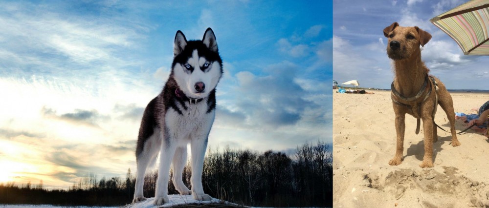Fell Terrier vs Alaskan Husky - Breed Comparison