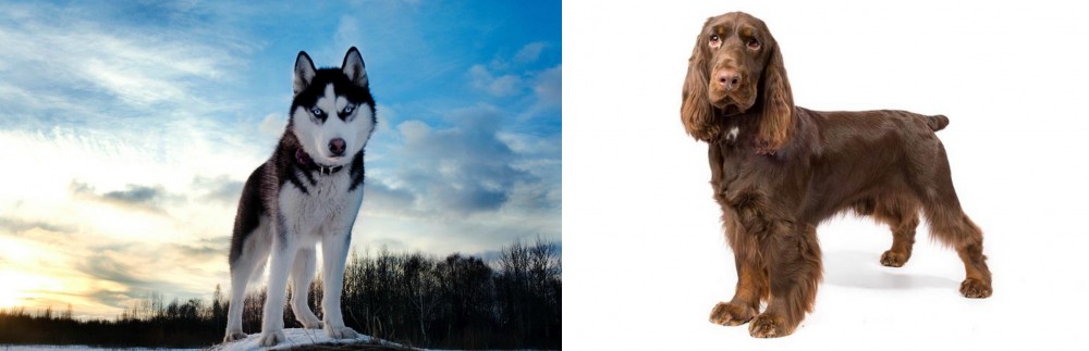 Field Spaniel vs Alaskan Husky - Breed Comparison