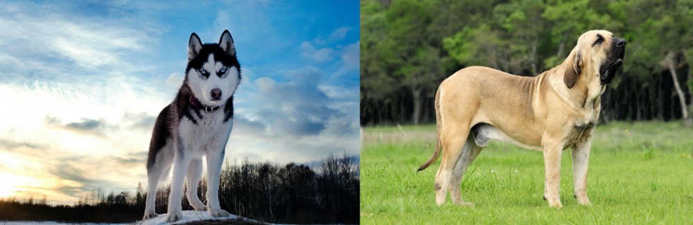 Fila Brasileiro vs Alaskan Husky - Breed Comparison