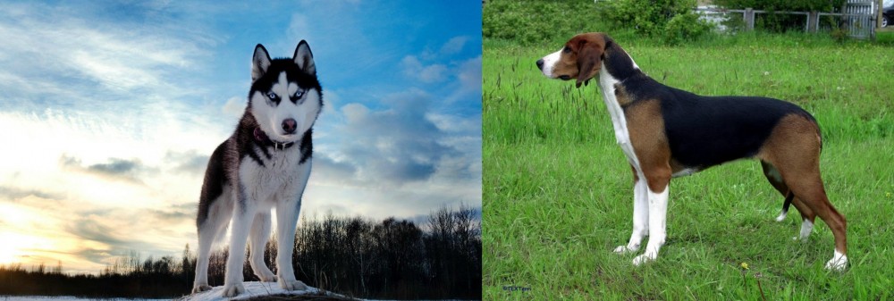 Finnish Hound vs Alaskan Husky - Breed Comparison