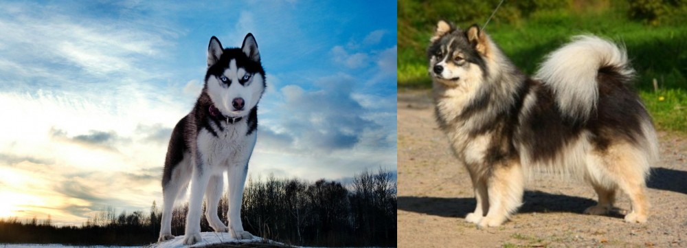 Finnish Lapphund vs Alaskan Husky - Breed Comparison