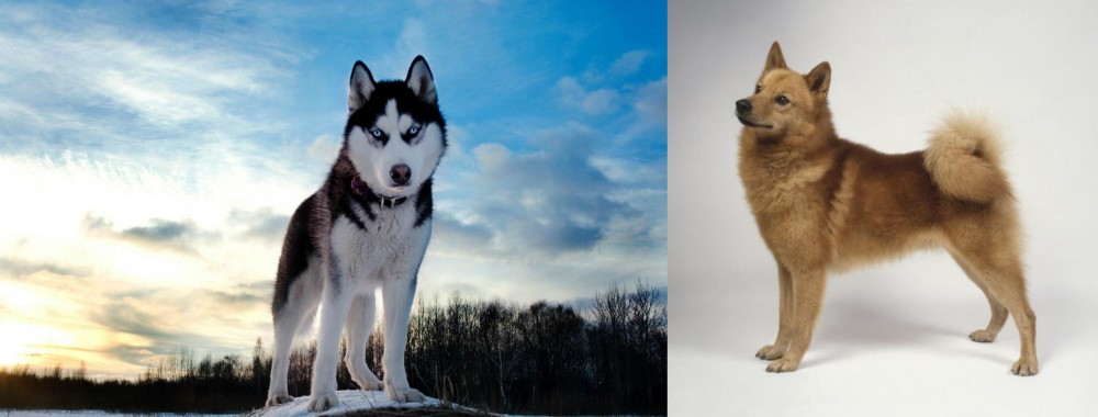 Finnish Spitz vs Alaskan Husky - Breed Comparison