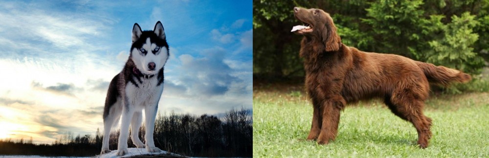 Flat-Coated Retriever vs Alaskan Husky - Breed Comparison