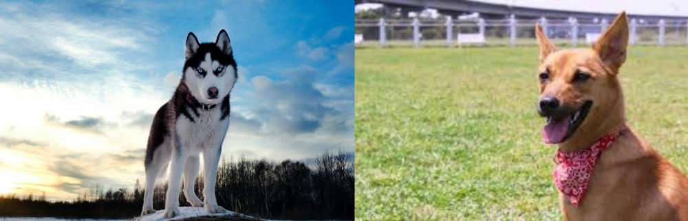 Formosan Mountain Dog vs Alaskan Husky - Breed Comparison