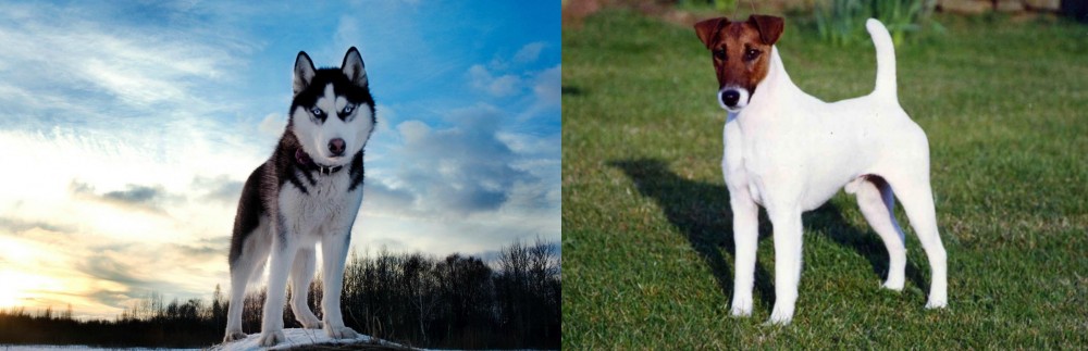Fox Terrier (Smooth) vs Alaskan Husky - Breed Comparison