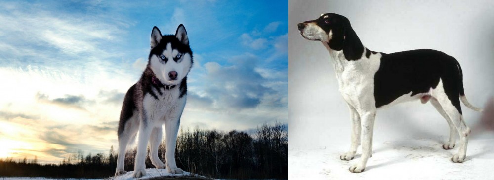 Francais Blanc et Noir vs Alaskan Husky - Breed Comparison