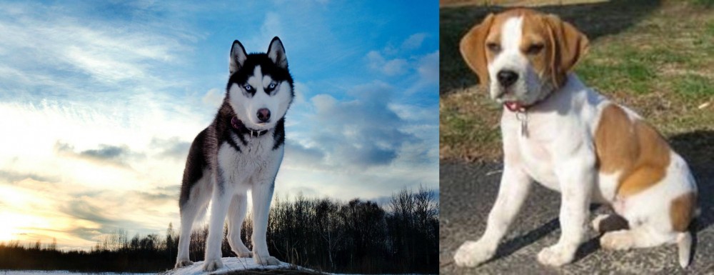 Francais Blanc et Orange vs Alaskan Husky - Breed Comparison