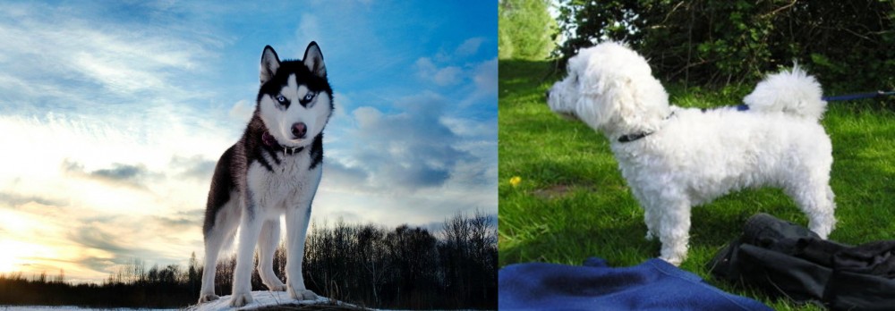 Franzuskaya Bolonka vs Alaskan Husky - Breed Comparison