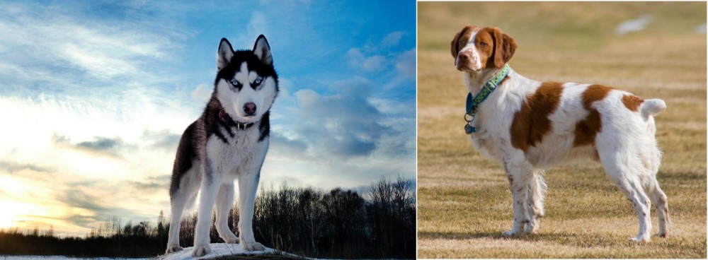 French Brittany vs Alaskan Husky - Breed Comparison