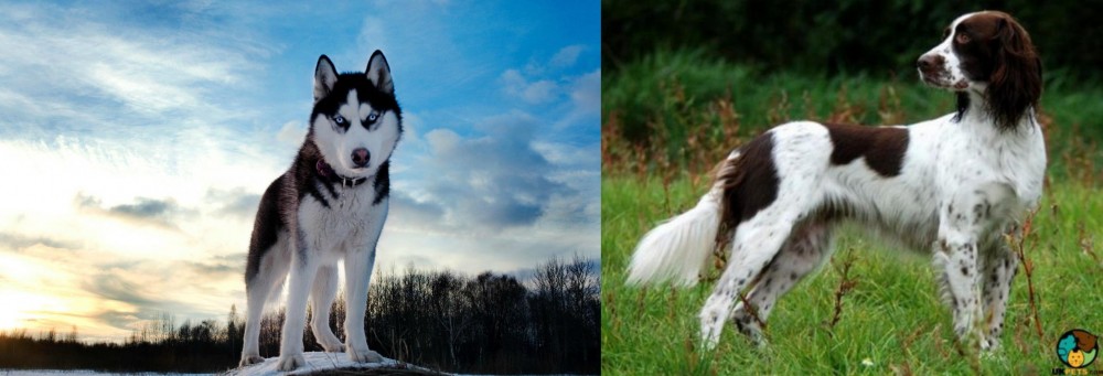 French Spaniel vs Alaskan Husky - Breed Comparison