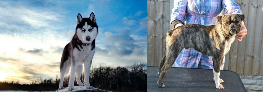 Fruggle vs Alaskan Husky - Breed Comparison