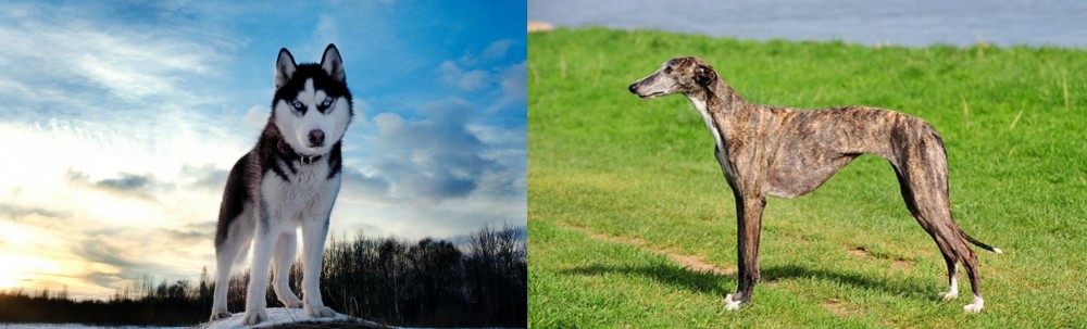 Galgo Espanol vs Alaskan Husky - Breed Comparison