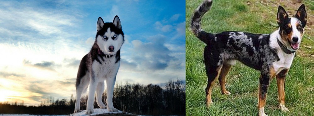 German Coolie vs Alaskan Husky - Breed Comparison