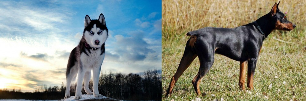 German Pinscher vs Alaskan Husky - Breed Comparison