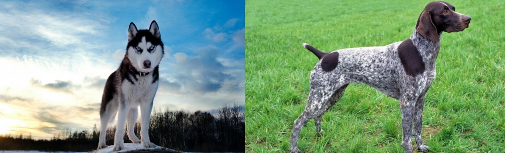 German Shorthaired Pointer vs Alaskan Husky - Breed Comparison