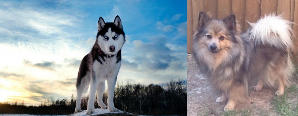 German Spitz (Mittel) vs Alaskan Husky - Breed Comparison