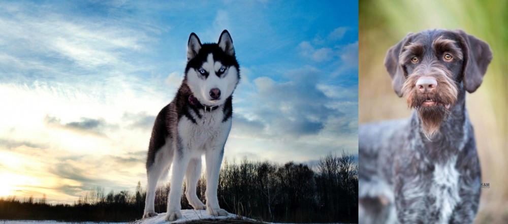 German Wirehaired Pointer vs Alaskan Husky - Breed Comparison