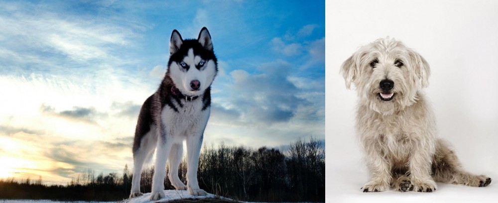 Glen of Imaal Terrier vs Alaskan Husky - Breed Comparison