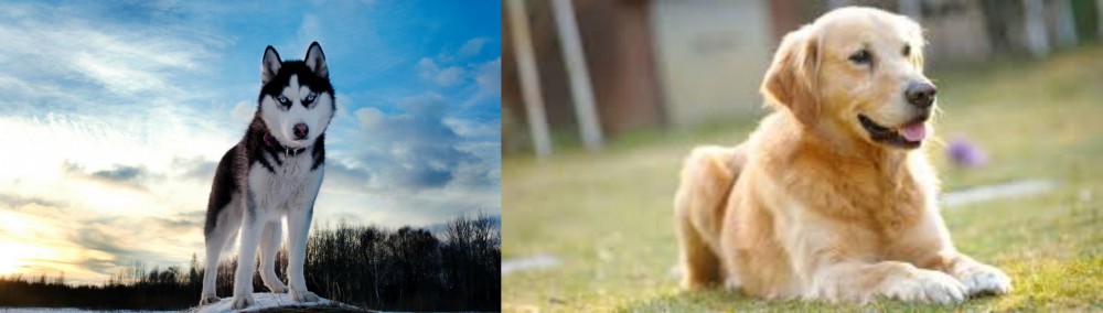 Goldador vs Alaskan Husky - Breed Comparison