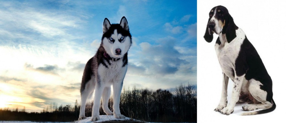 Grand Anglo-Francais Blanc et Noir vs Alaskan Husky - Breed Comparison
