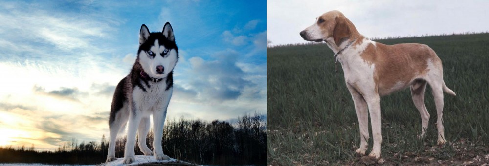 Grand Anglo-Francais Blanc et Orange vs Alaskan Husky - Breed Comparison