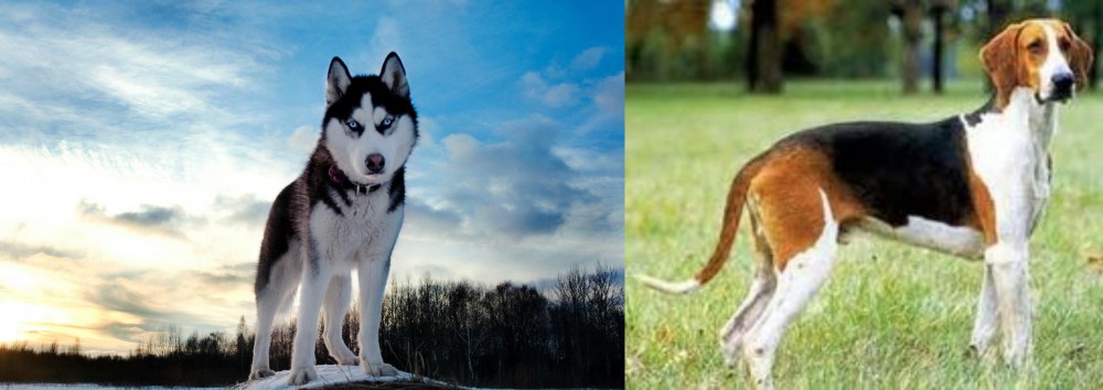 Grand Anglo-Francais Tricolore vs Alaskan Husky - Breed Comparison