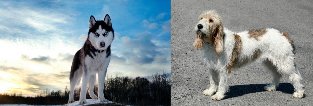 Grand Basset Griffon Vendeen vs Alaskan Husky - Breed Comparison