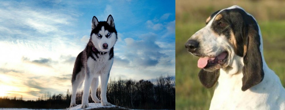 Grand Gascon Saintongeois vs Alaskan Husky - Breed Comparison