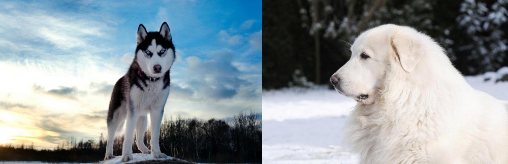 Great Pyrenees vs Alaskan Husky - Breed Comparison