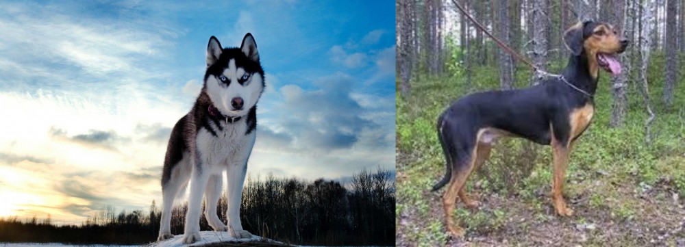 Greek Harehound vs Alaskan Husky - Breed Comparison