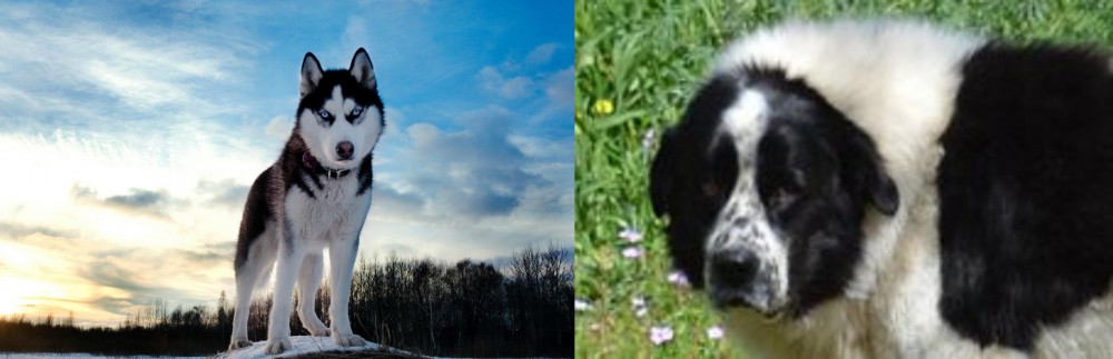 Greek Sheepdog vs Alaskan Husky - Breed Comparison