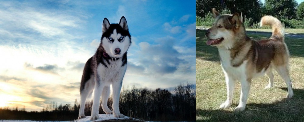 Greenland Dog vs Alaskan Husky - Breed Comparison