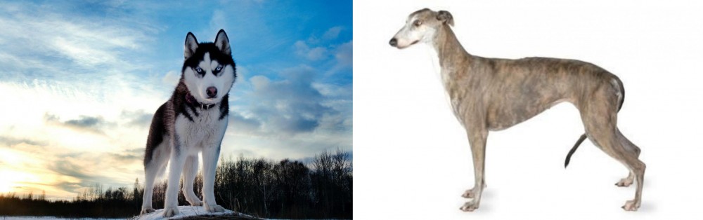 Greyhound vs Alaskan Husky - Breed Comparison