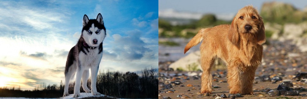 Griffon Fauve de Bretagne vs Alaskan Husky - Breed Comparison
