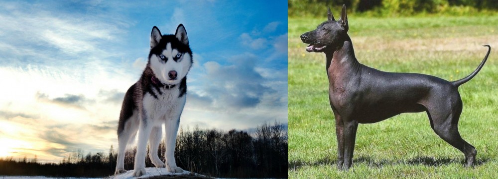 Hairless Khala vs Alaskan Husky - Breed Comparison