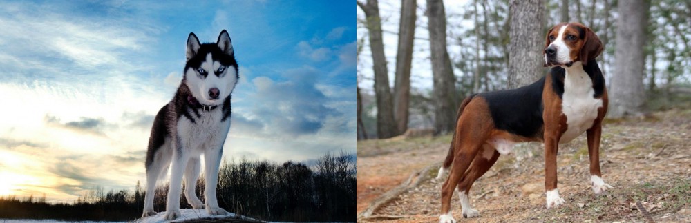 Hamiltonstovare vs Alaskan Husky - Breed Comparison