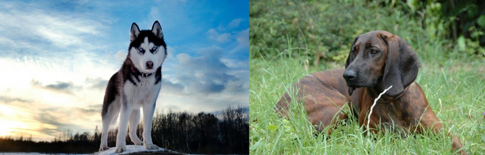 Hanover Hound vs Alaskan Husky - Breed Comparison