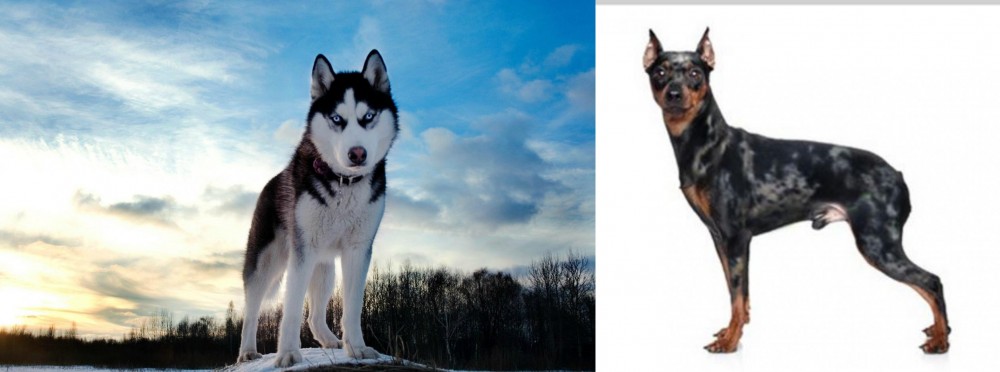 Harlequin Pinscher vs Alaskan Husky - Breed Comparison