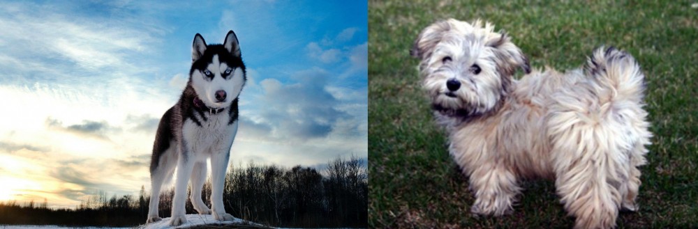 Havapoo vs Alaskan Husky - Breed Comparison