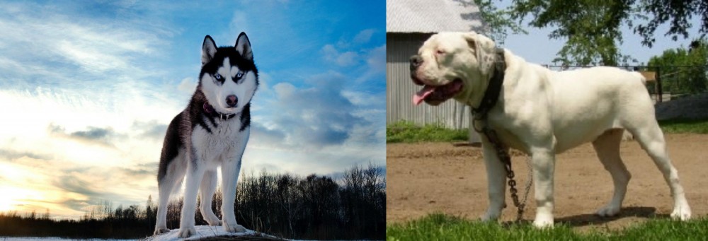 Hermes Bulldogge vs Alaskan Husky - Breed Comparison