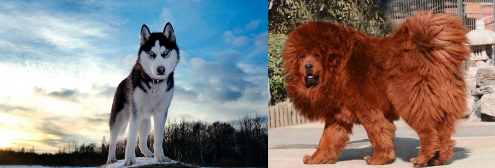 Himalayan Mastiff vs Alaskan Husky - Breed Comparison