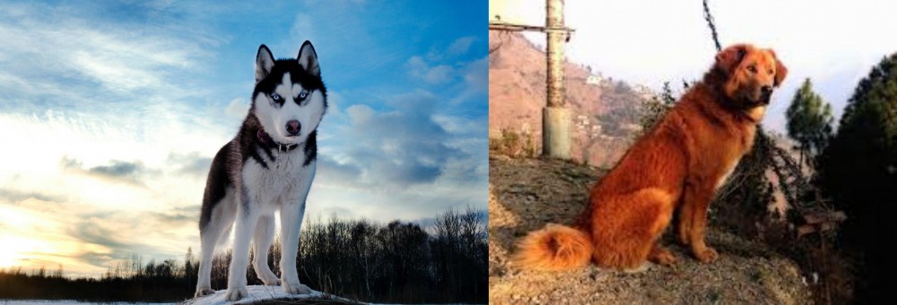 Himalayan Sheepdog vs Alaskan Husky - Breed Comparison