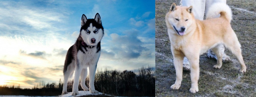Hokkaido vs Alaskan Husky - Breed Comparison