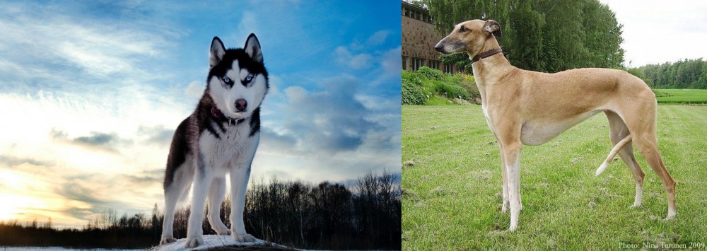 Hortaya Borzaya vs Alaskan Husky - Breed Comparison