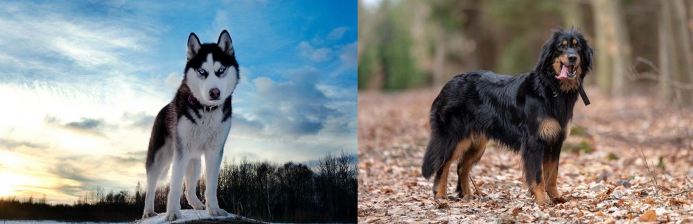 Hovawart vs Alaskan Husky - Breed Comparison
