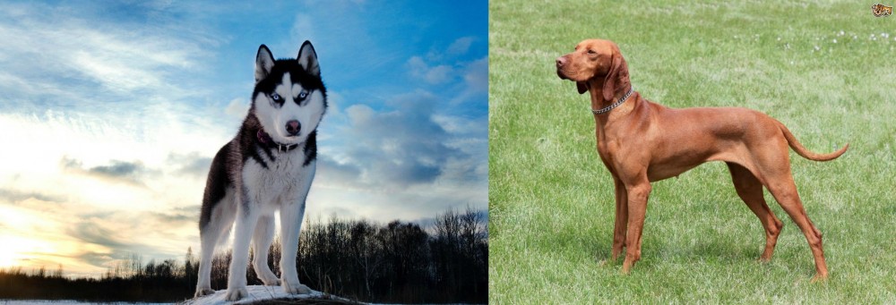 Hungarian Vizsla vs Alaskan Husky - Breed Comparison
